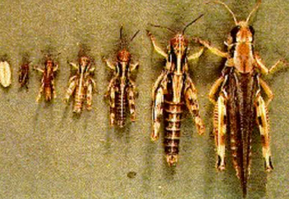 Life-Cycle-Orthoptera Complete Guide to Their Evolution, Reproduction, and Ecological Importance