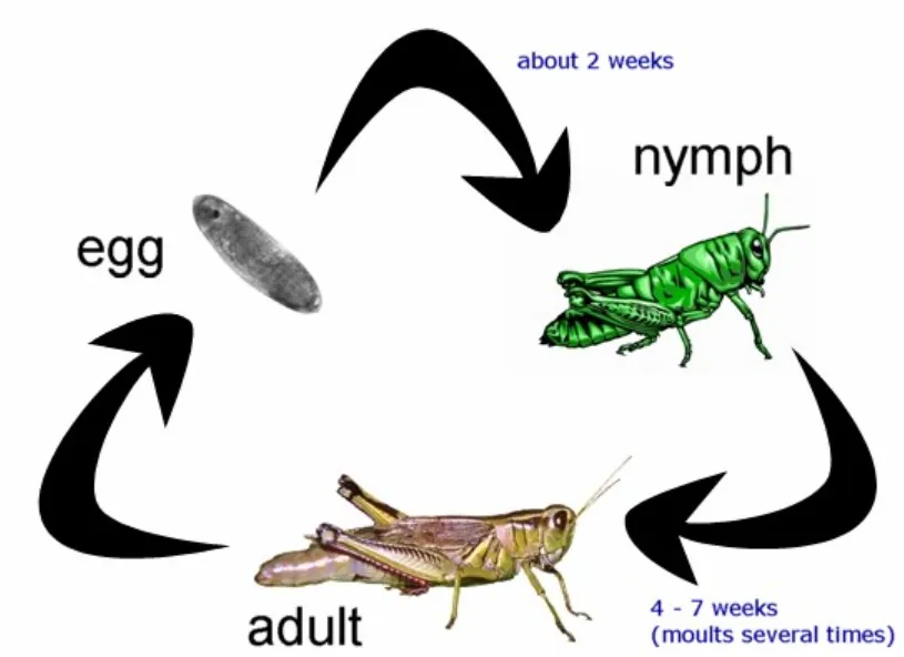 Life-Cycle-Orthoptera Complete Guide to Their Evolution, Reproduction, and Ecological Importance