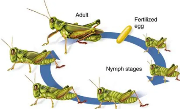 Life-Cycle-Orthoptera Complete Guide to Their Evolution, Reproduction, and Ecological Importance