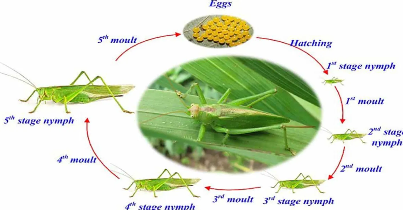 Life-Cycle-Orthoptera Complete Guide to Their Evolution, Reproduction, and Ecological Importance