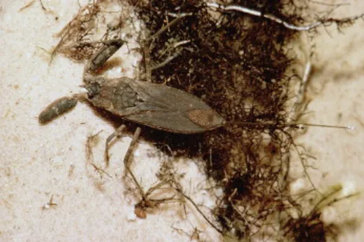 The Fascinating Life-Cycle-Ephemerida Evolution, Survival, and Ecological Importance