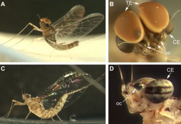 The Fascinating Life-Cycle-Ephemerida Evolution, Survival, and Ecological Importance