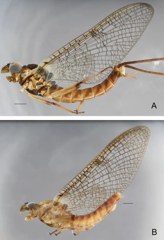 The Fascinating Life-Cycle-Ephemerida Evolution, Survival, and Ecological Importance