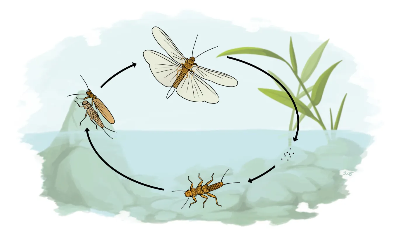 The Fascinating Life-Cycle-Ephemerida Evolution, Survival, and Ecological Importance
