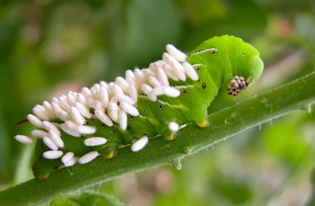 Tomato Bug Life Cycle: Complete Guide to Tomato Bug, Caterpillar, Worm & Natural Control Methods (2026)