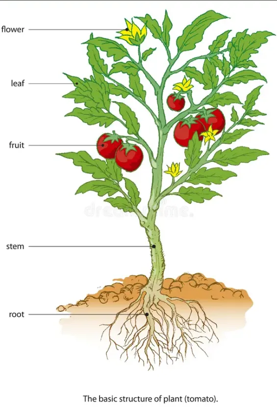 Tomato Bug Life Cycle: Complete Guide to Tomato Bug, Caterpillar, Worm & Natural Control Methods (2026)