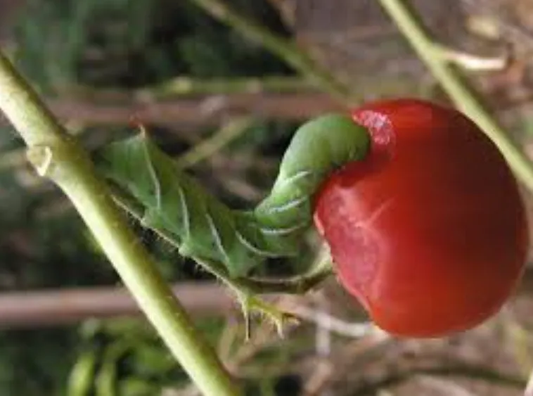 Tomato Bug Life Cycle: Complete Guide to Tomato Bug, Caterpillar, Worm & Natural Control Methods (2026)