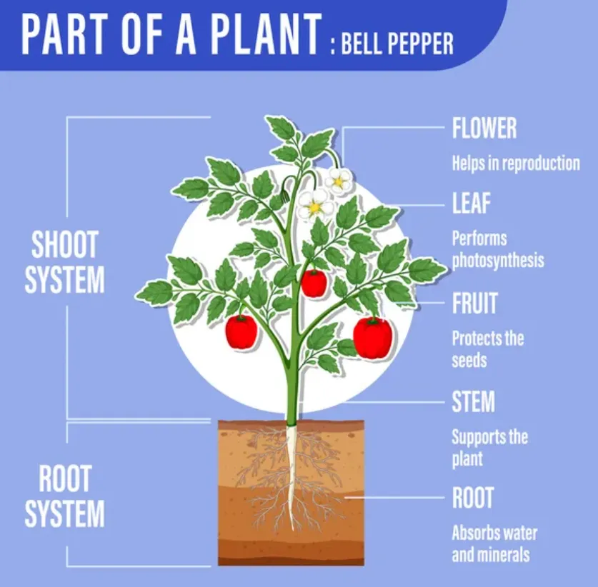 Tomato Bug Life Cycle: Complete Guide to Tomato Bug, Caterpillar, Worm & Natural Control Methods (2026)