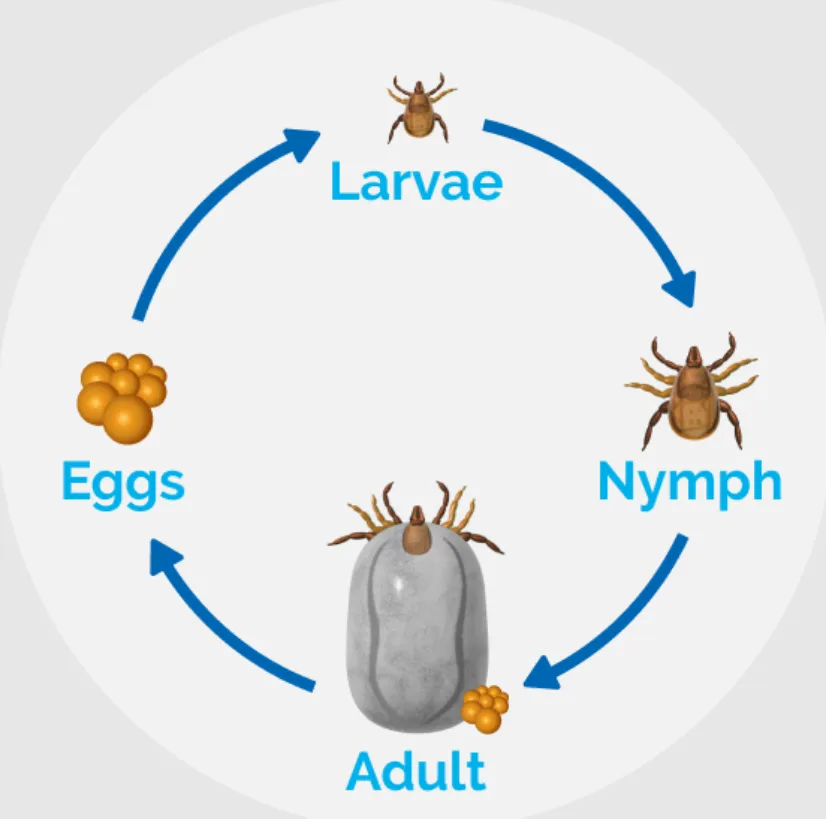 Ticks Life Cycle Explained Stages, Survival, and Their Role in Nature