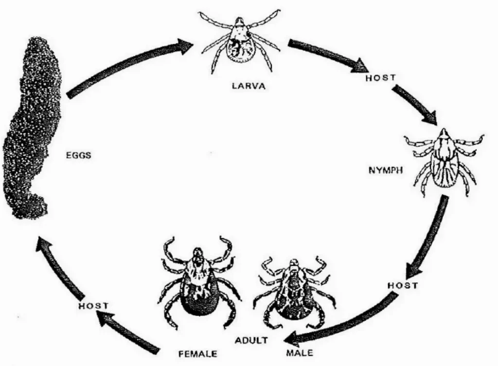 Ticks Life Cycle Explained Stages, Survival, and Their Role in Nature