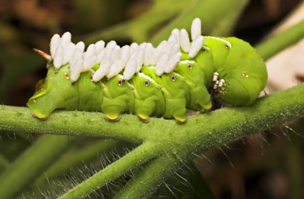 Tomato Moth Life Cycle Complete Guide to Tomato Moths, Caterpillars, and Control Methods (2026)