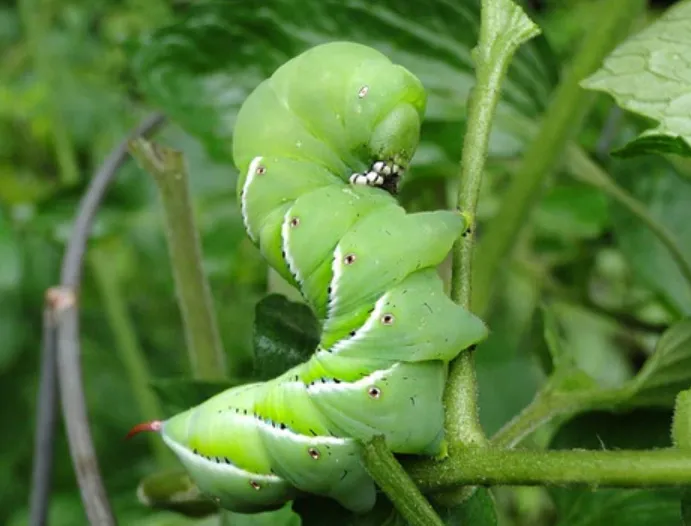 Tomato Moth Life Cycle Complete Guide to Tomato Moths, Caterpillars, and Control Methods (2026)