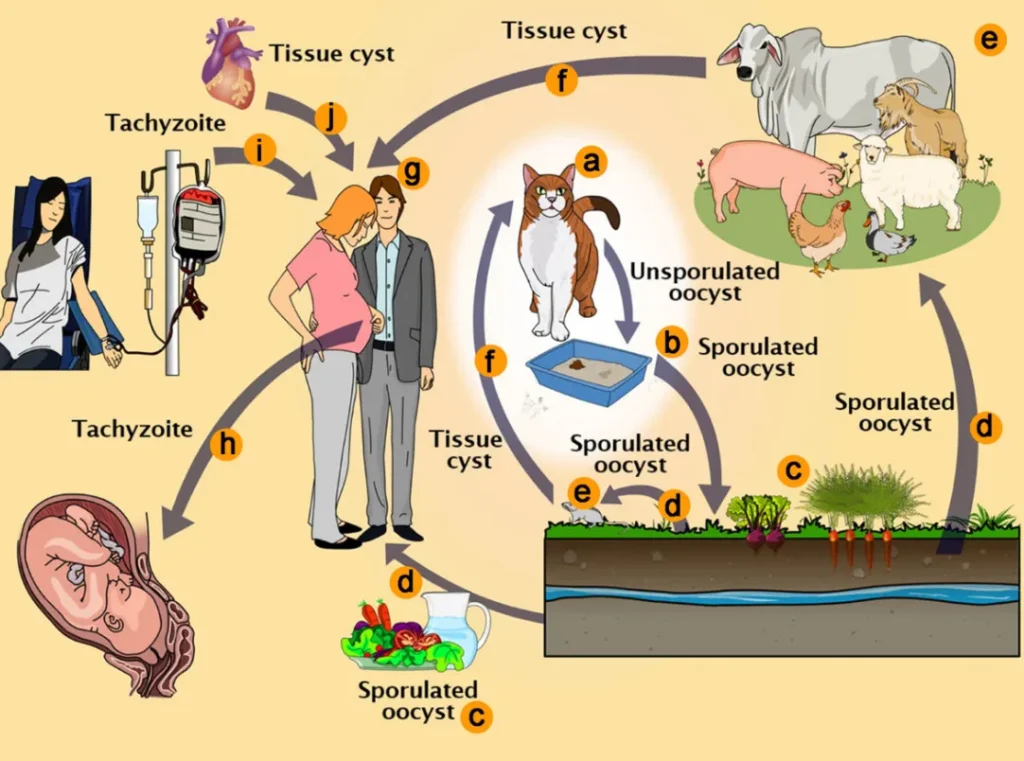 Tomato Moth Life Cycle Complete Guide to Tomato Moths, Caterpillars, and Control Methods (2026)