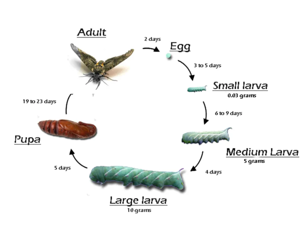 Tomato Moth Life Cycle Complete Guide to Tomato Moths, Caterpillars, and Control Methods (2026)