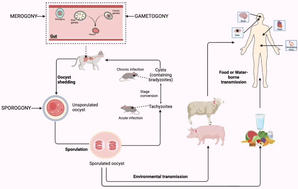 Toxoplasma Gondii Life Cycle Complete Guide to Its Biology, Survival, and Ecosystem Role