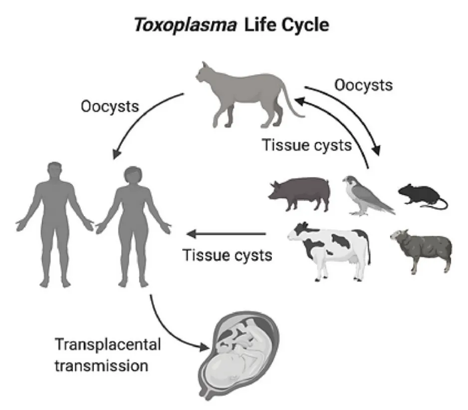 Toxoplasma Gondii Life Cycle Complete Guide to Its Biology, Survival, and Ecosystem Role