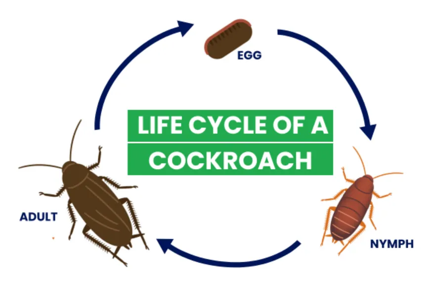 American Cockroach Life Cycle Complete Guide to Growth, Survival, and Ecosystem Role