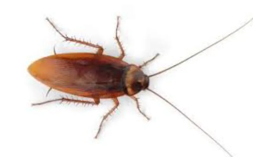 American Cockroach Life Cycle Complete Guide to Growth, Survival, and Ecosystem Role