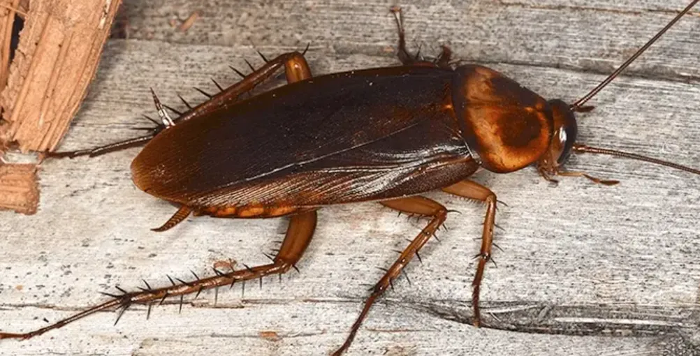 American Cockroach Life Cycle Complete Guide to Growth, Survival, and Ecosystem Role