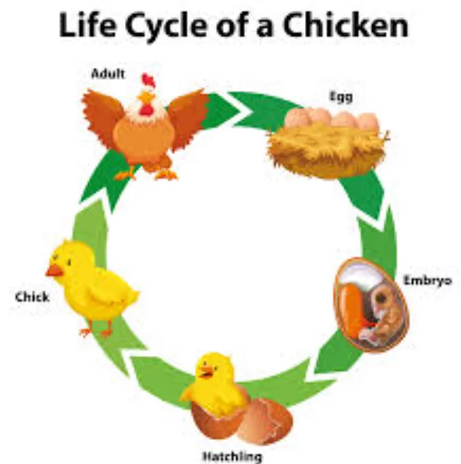 Animal Life Cycle Explained Stages, Survival, Evolution & Ecosystem Importance (Complete Guide)