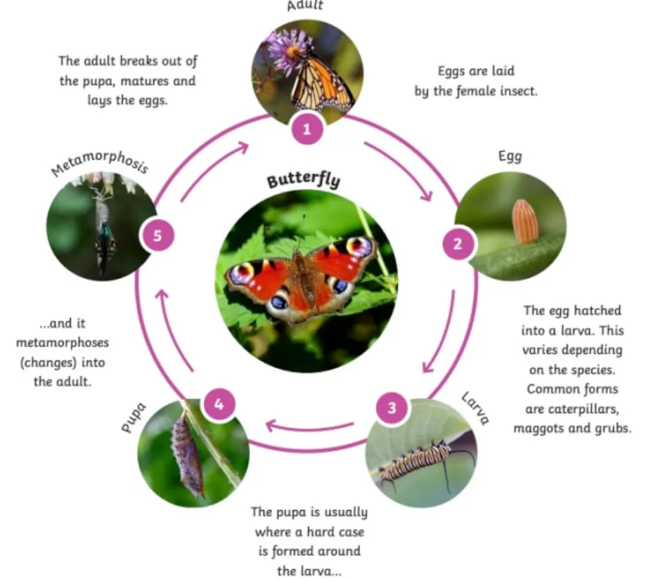 Animal Life Cycle Explained Stages, Survival, Evolution & Ecosystem Importance (Complete Guide)