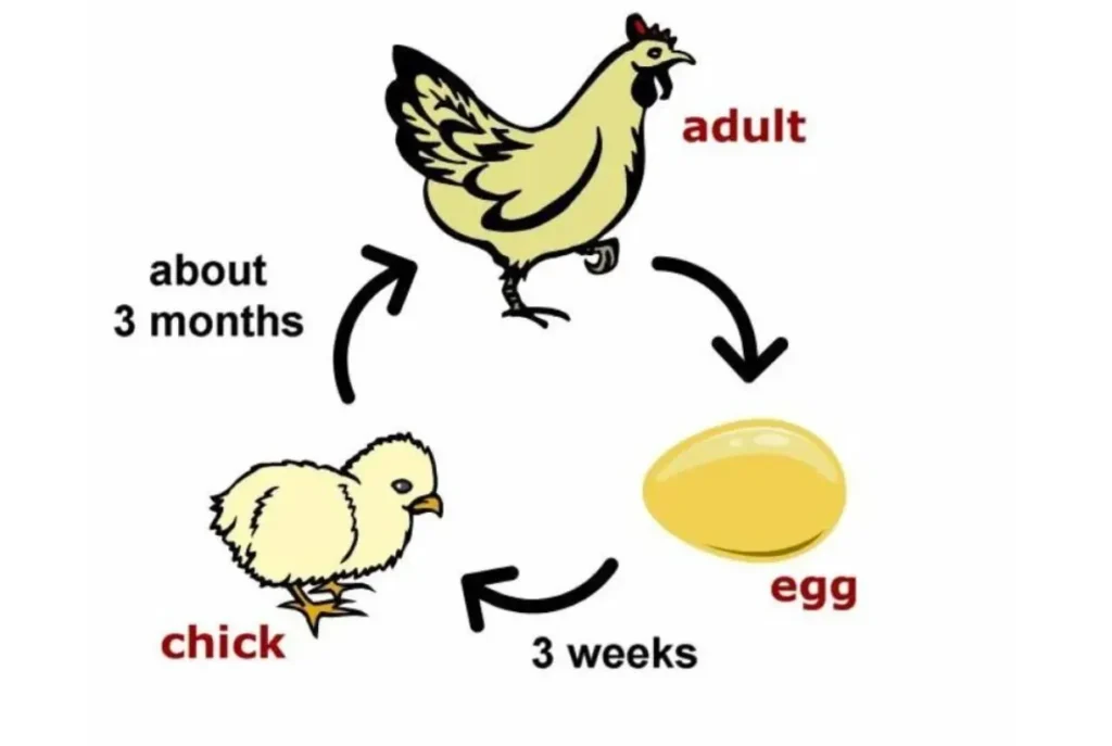 Animal Life Cycle Explained Stages, Survival, Evolution & Ecosystem Importance (Complete Guide)