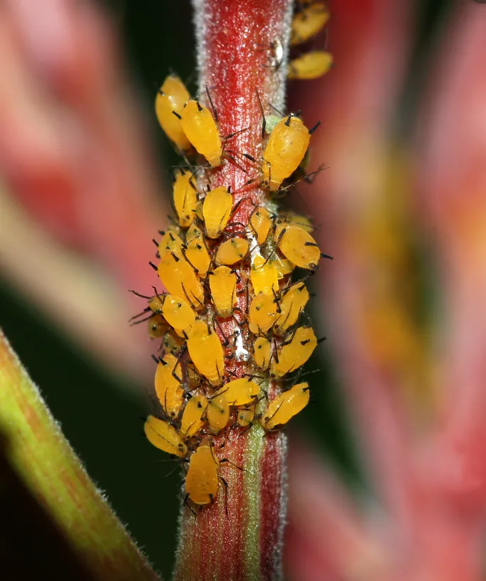 Aphids Life Cycle Explained A Complete Scientific Guide to Their Growth, Survival, and Ecological Impact