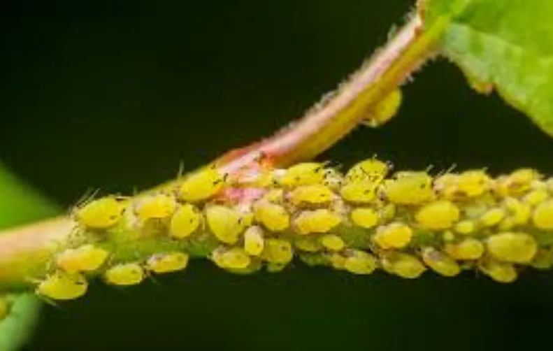 Aphids Life Cycle Explained A Complete Scientific Guide to Their Growth, Survival, and Ecological Impact