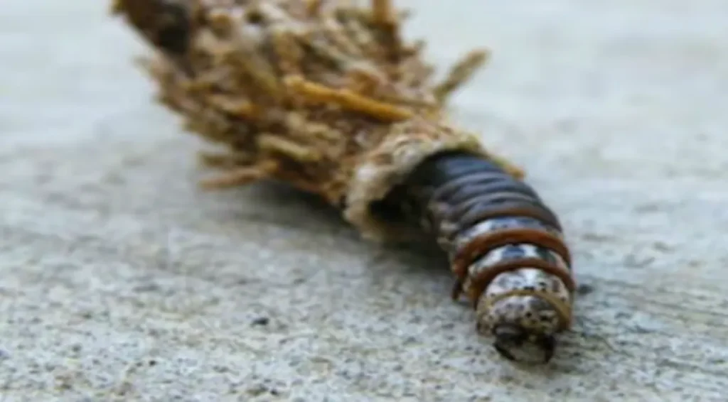 Bagworm Life Cycle Explained Complete Guide to Growth, Survival, and Control