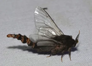 Bagworm Life Cycle Explained: Complete Guide to Growth, Survival, and Control