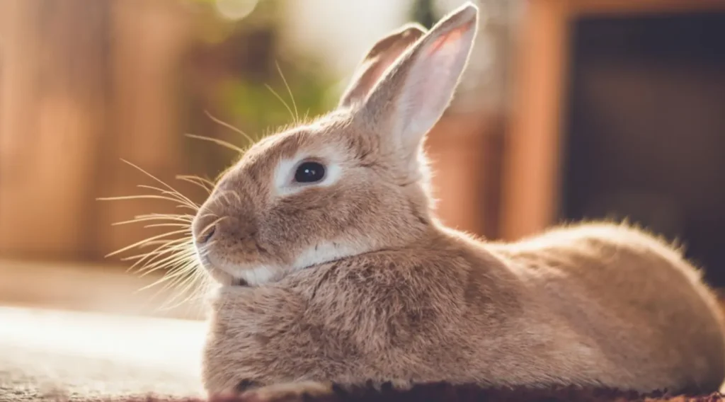 Bunny Life Cycle Explained From Birth to Adulthood