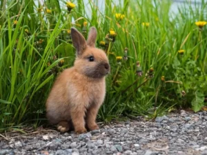Bunny Life Cycle Explained: From Birth to Adulthood