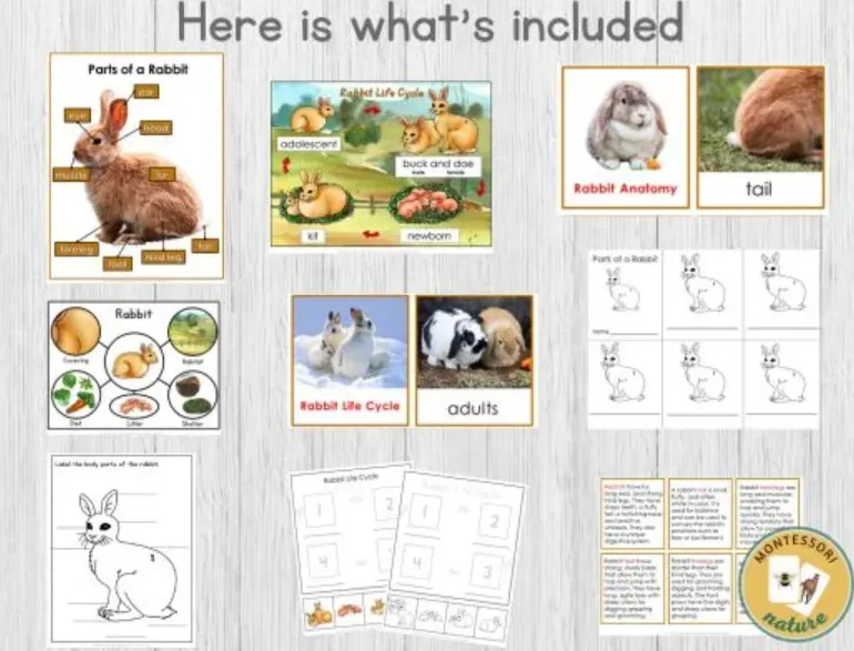 Bunny Life Cycle Explained From Birth to Adulthood