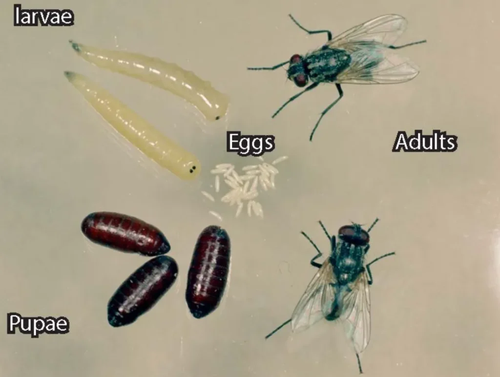 House Fly Life Cycle Explained From Egg to Adult + Survival, Behavior & Ecosystem Impact.