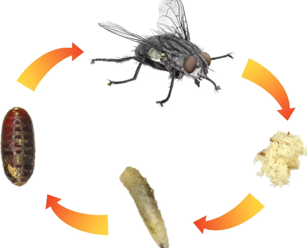 House Fly Life Cycle Explained From Egg to Adult + Survival, Behavior & Ecosystem Impact.