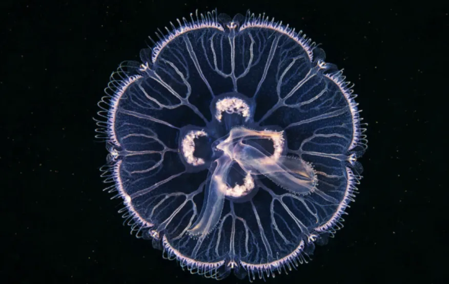 Immortal Jellyfish Life Cycle