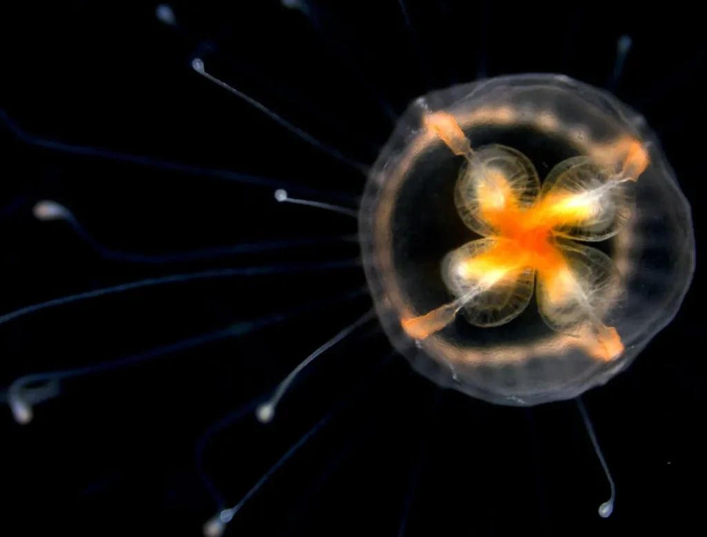 Immortal Jellyfish Life Cycle