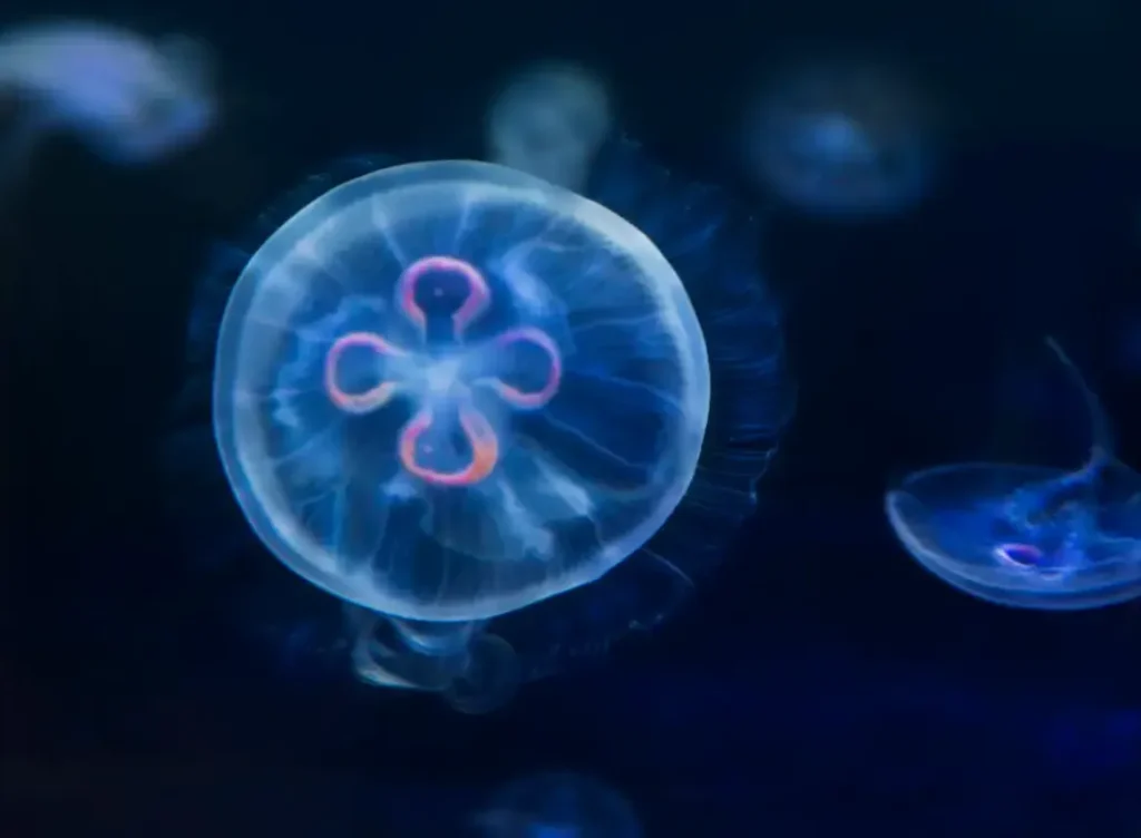 Immortal Jellyfish Life Cycle