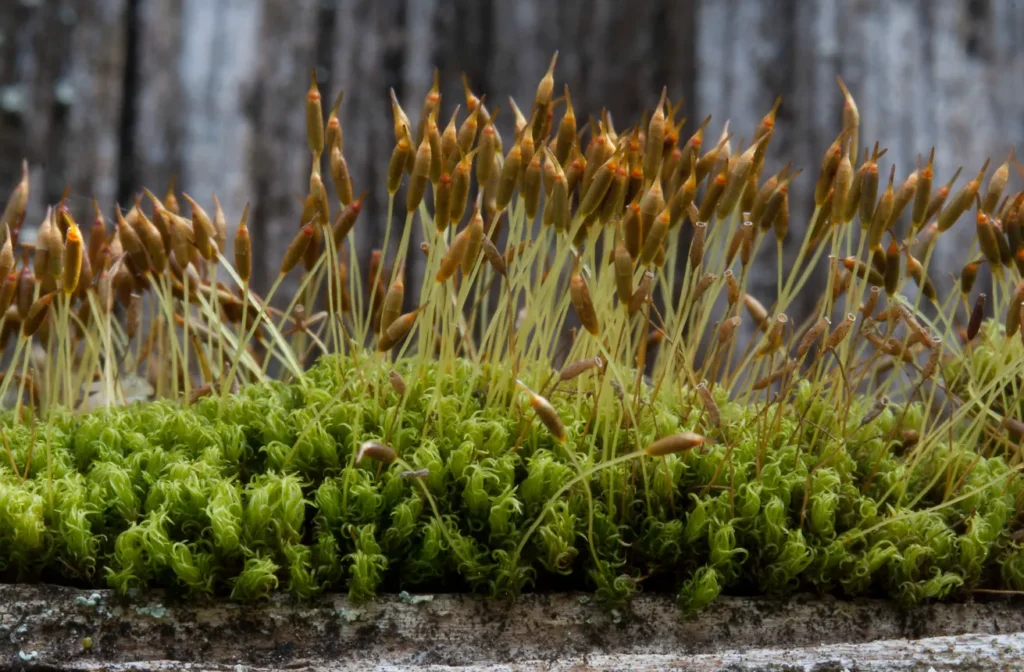 Life Cycle of Moss
