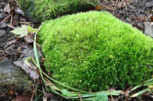 Life Cycle of Moss: A Complete Guide to Growth, Reproduction, and Ecological Importance