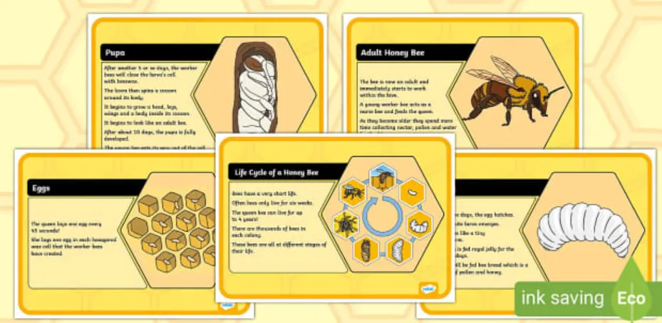 Life Cycle of a Beehive