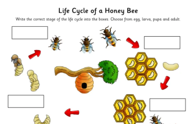 Life Cycle of a Beehive