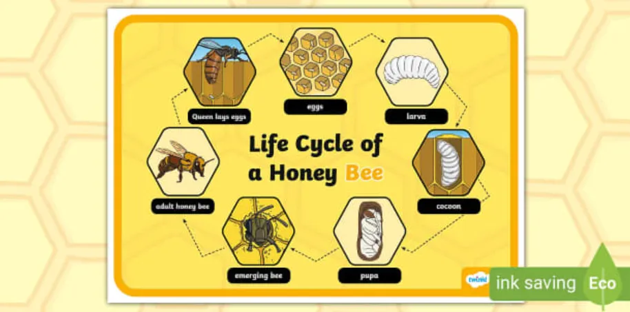 Life Cycle of a Beehive