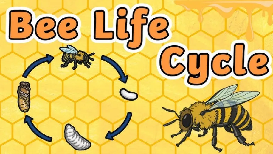 Life Cycle of a Beehive
