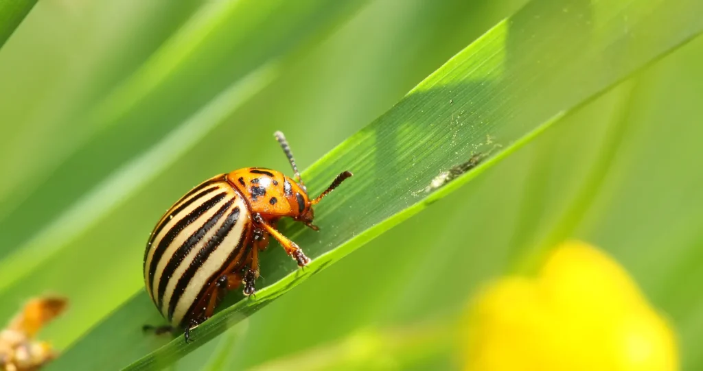 Life Cycle of a Beetle