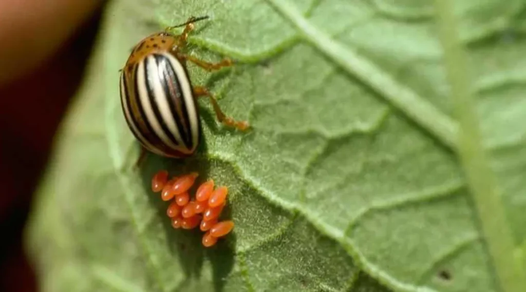 Life Cycle of a Beetle
