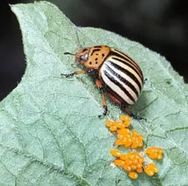 Life Cycle of a Beetle