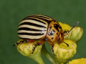 The Fascinating Life Cycle of a Beetle: A Complete Guide for Nature Enthusiasts