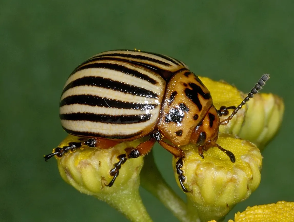 Life Cycle of a Beetle