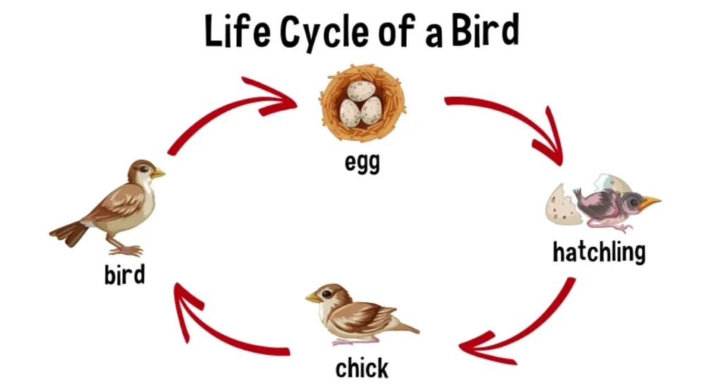 Life Cycle of a Bird